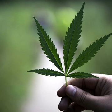 💪 Why You Should Consider Hemp Protein: A Smart, Sustainable Choice