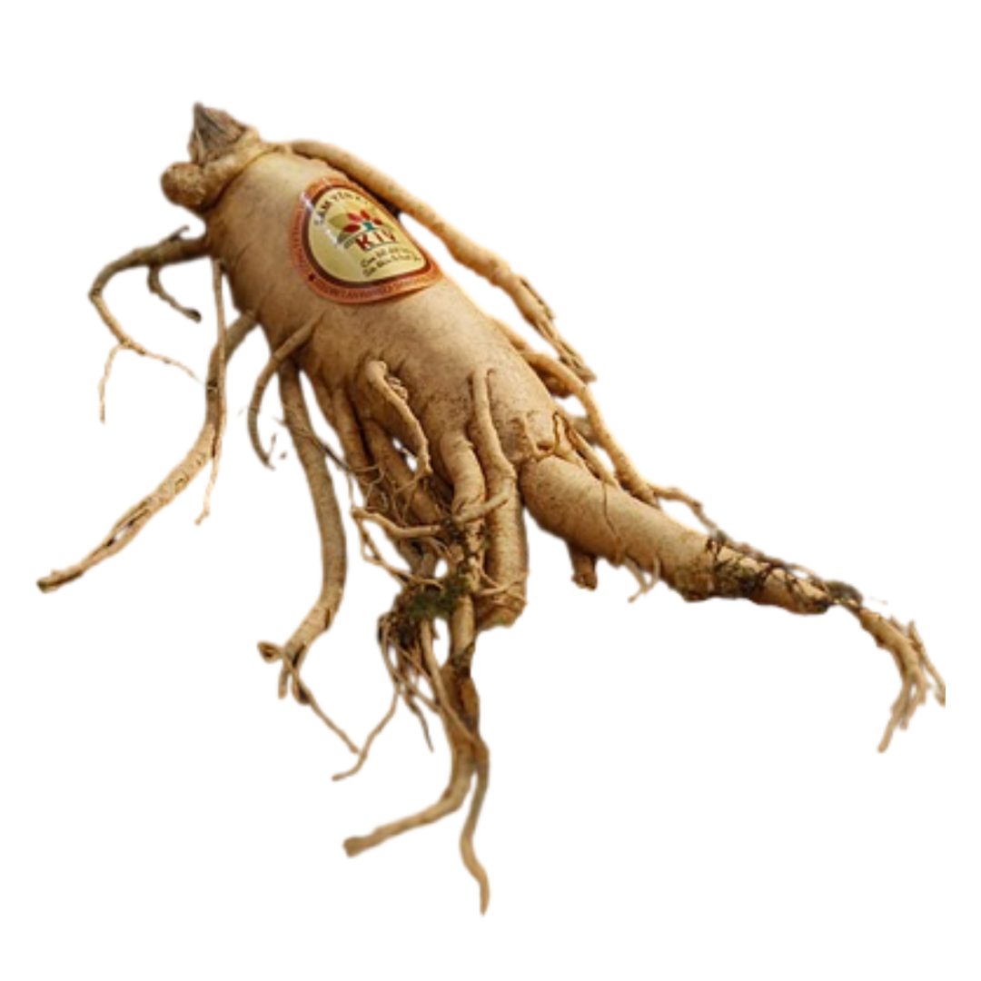 The Power of Ginseng: Energy, Endurance and Vitality