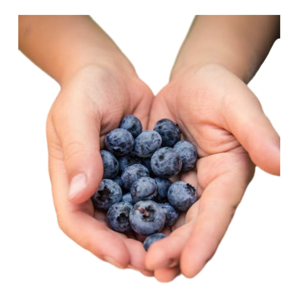 Blueberries: The Post-Workout Superfood Secret